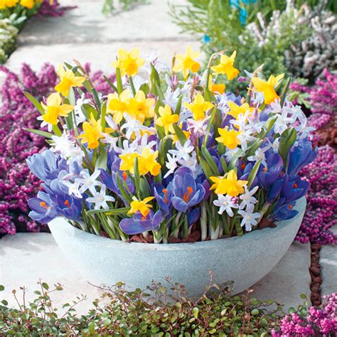 Get Your Spring Bulbs In Now Suttons Gardening Grow How
