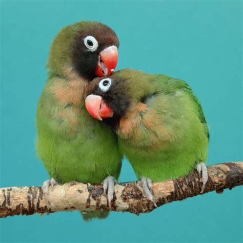 Animal Love Valentines Day Lovebirds In Displays Of Affection Telegraph