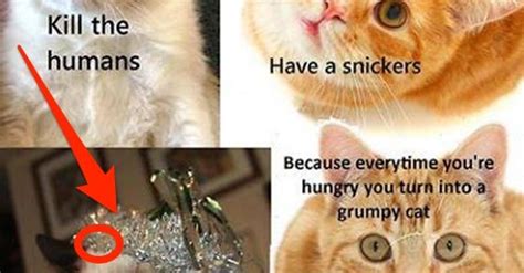 Tardar Snickers Meme Grumpy Cat Have A Snickers Grumpy