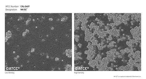 Watch our video and learn what it takes to make your cells happy.for more information, please also check our primary. 33343F8A4CD0419FBD871ED6972BA0F3.ashx