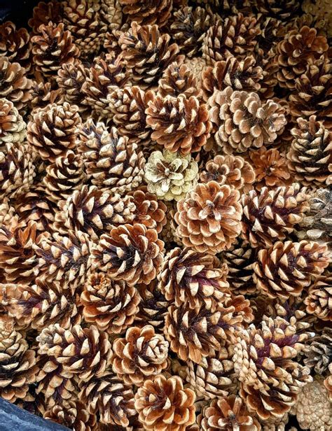 Natural Pine Conescraft Pine Cones Natural Ponderosa Pine Etsy UK