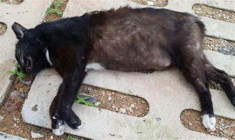 Dead Cat Found With Blood In Its Mouth At Yishun Block 244