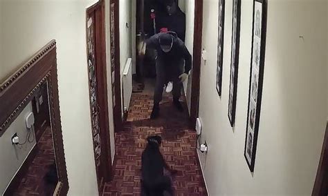 Moment A Brave Dog Chases Away A Gang Of Four Masked Burglars