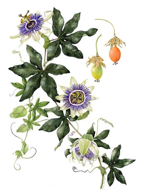 Beth Phillip The Society Of Botanical Artists Flower Drawing Plant