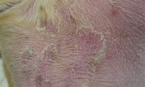 Scaling And Crusting Skin Diseases In Dogs And Cats Clinicians Brief