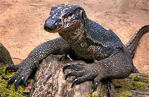 Water Monitor Description Habitat Image Diet And Interesting Facts