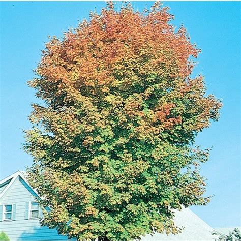 15 Gallon Yellow Legacy Sugar Maple Shade Tree In Pot With Soil