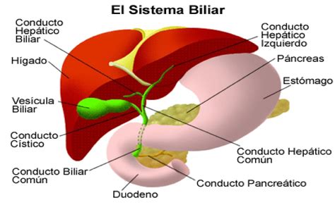 Funciones Y Anatom A Del Higado Y La Ves Cula Biliar Puro Tip The