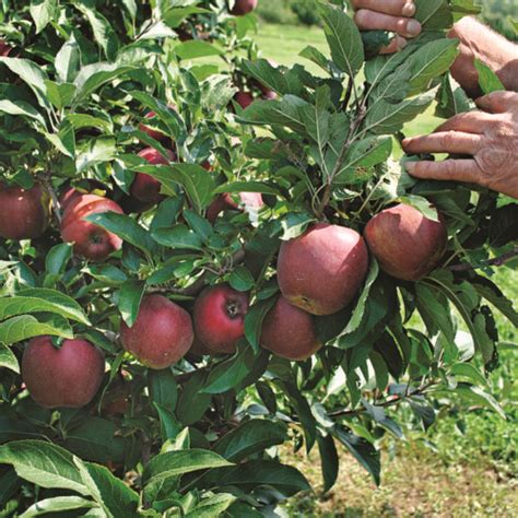 Tips For Growing Apple Trees Finegardening