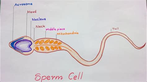 Structure Of Sperm Diagram Draw Labelled Diagram Of Sperm Class My