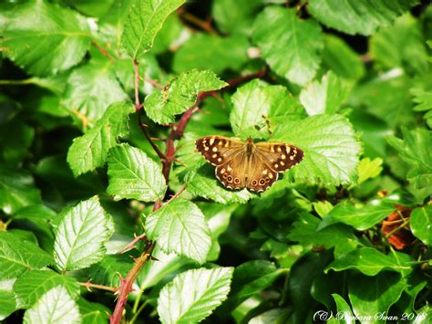 A Wall Brown Butterfly C Barbara Swan 2018 Brown Butterflies