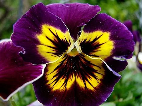 Deep Purple And Yellow Pansy Pansy Image Pansies Purple Pansy