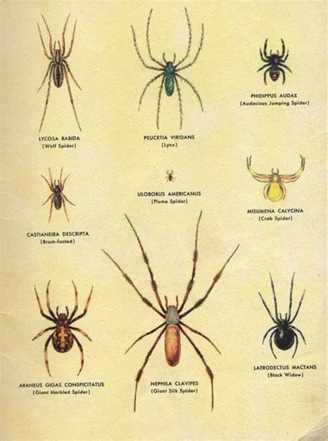 Terribly Helpful How To Identify Household Pests In 2020 Household