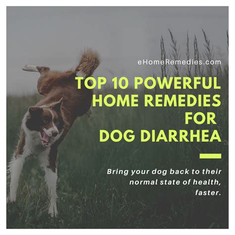 Top 10 Powerful Home Remedies For Dog Diarrhea