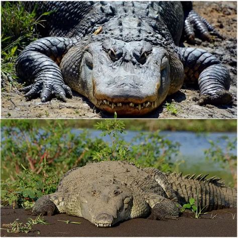 Alligator Vs Crocodile All 9 Differences Explained