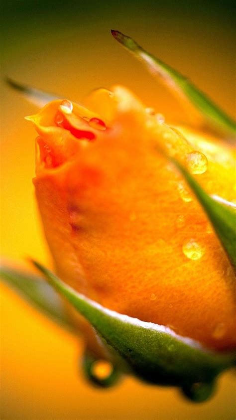 Download do APK de Yellow Wallpaper (4K Ultra HD) para Android