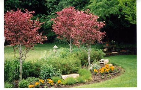 Just Bought A Tri Color Beech Tree For Backyardslow Grower But