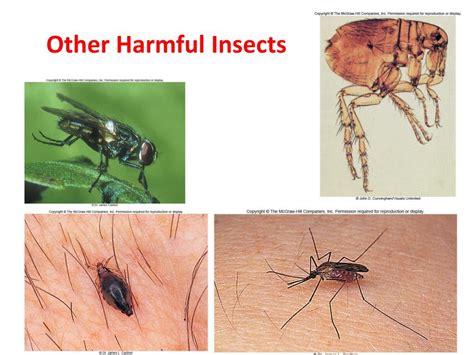 The great majority of these are types of insect. PPT - Subphylum Hexapoda - Characteristics and Taxonomy ...