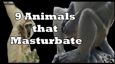 9 Animals That Masturbte How Animals Masturbte Youtube