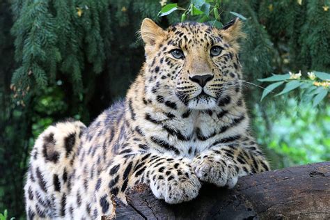 The Amur Leopard Is Waiting For You At Zoo Leipzig