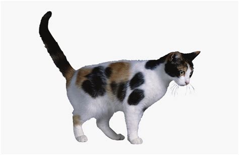 Calico Cat X Chromosome Cat Coat Genetics X Inactivation