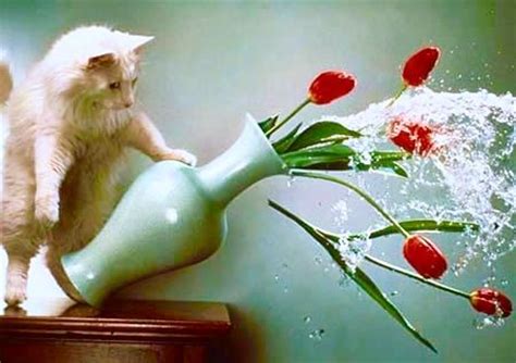 Melvin gets a pet cat and names it elvin as abby wants to show him to the fuzzlies, but there's one problem: Bad Cat knocks over flower vases! | BAD CAT! | Pinterest ...