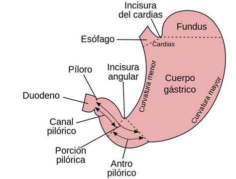 Stomach Es Aparato Digestivo Wikipedia La Enciclopedia Libre