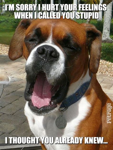 Sparks The Sarcastic Boxer Dog Boxer Dogs Funny Boxer Dogs Funny Boxer