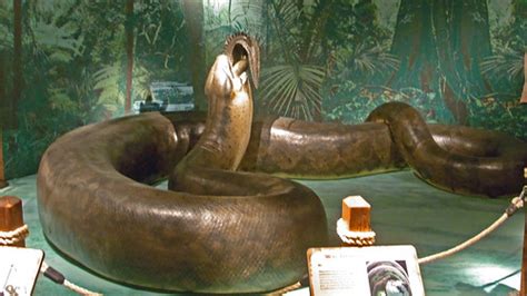 Life Size Sculpture Of The Largest Prehistoric Snake Known Flickr