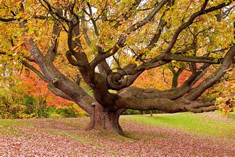 Majestic Oak Tree In The Fall Fine Art Photograph Autumn Etsy