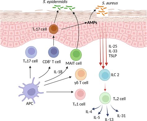 Frontiers Atopic Dermatitis Is Innate Or Adaptive Immunity In Control A Clinical Perspective