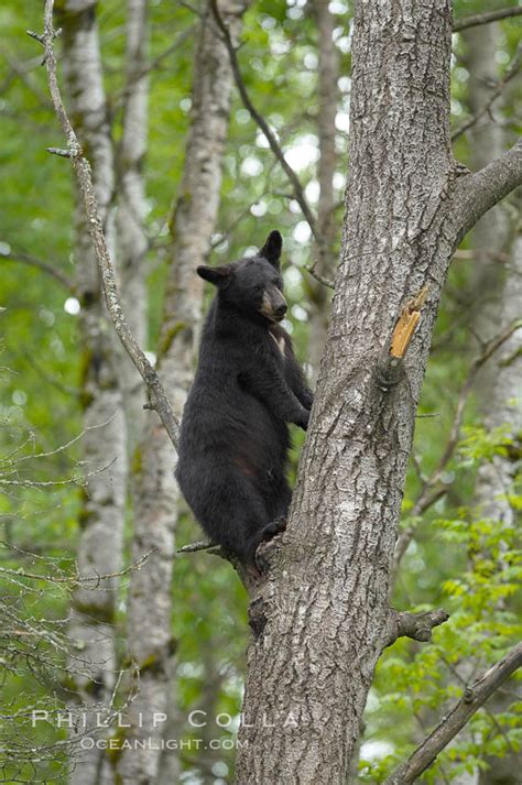 Black Bear In A Tree Ursus Americanus Orr Minnesota 18903