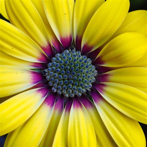 Yellow Daisy With Purple Centre In Garden Stock Photo Image Of Yellow