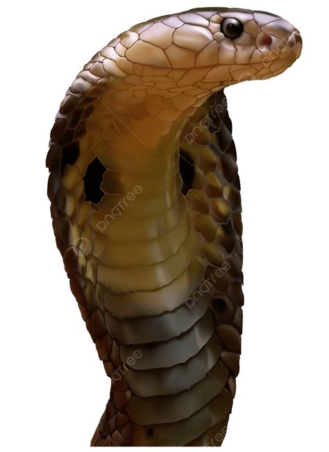 King Cobra Illustration Animal Snakeskin Vector Illustration Animal