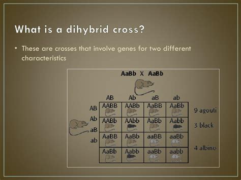 • calculation of the predicted genotypic and phenotypic autosomal genes. PPT - Genetics: Dihybrid Crosses PowerPoint Presentation ...