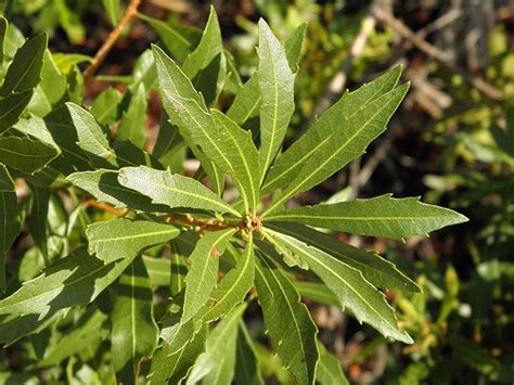 The light olive green leaves are alternate with a toothed margin, a spicy aromatic odor when crushed, and yellow resin dots on both surfaces. Myrica cerifera | Kiefer Nursery: Trees, Shrubs, Perennials