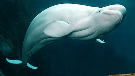 Beluga Whale Snsh