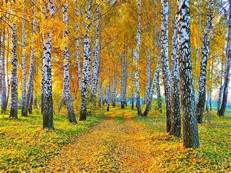 Herfst Achtergrond Met Berken Bomen Hd Wallpapers