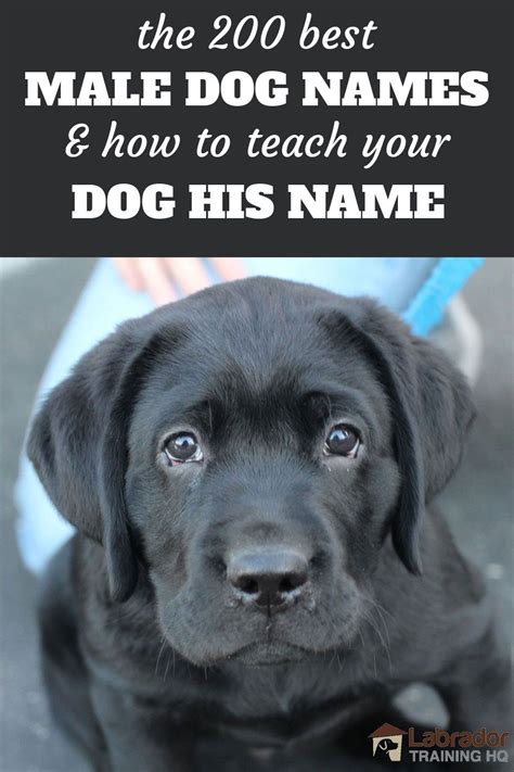 200 Best Male Dog Names And How To Teach Your Dog Their Name Dog