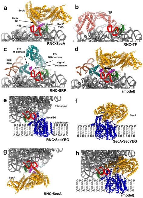 The Molecular Mechanism Of Cotranslational Membrane Protein Recognition