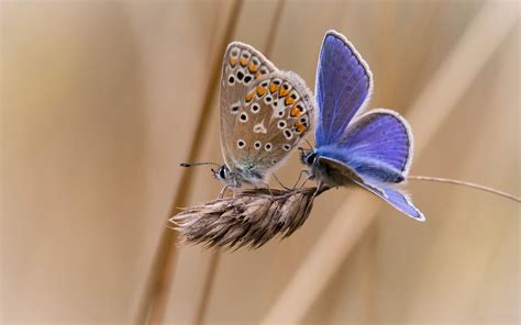 Butterflies Butterfly Wallpapers Hd Desktop And Mobile