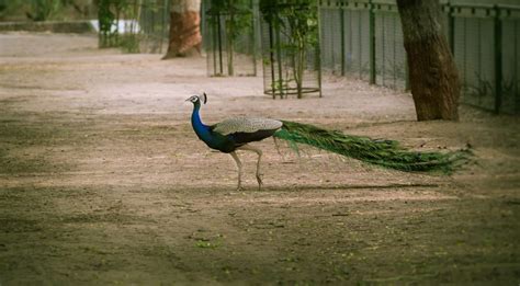 Challenges To Raising Peafowl On Your Farm