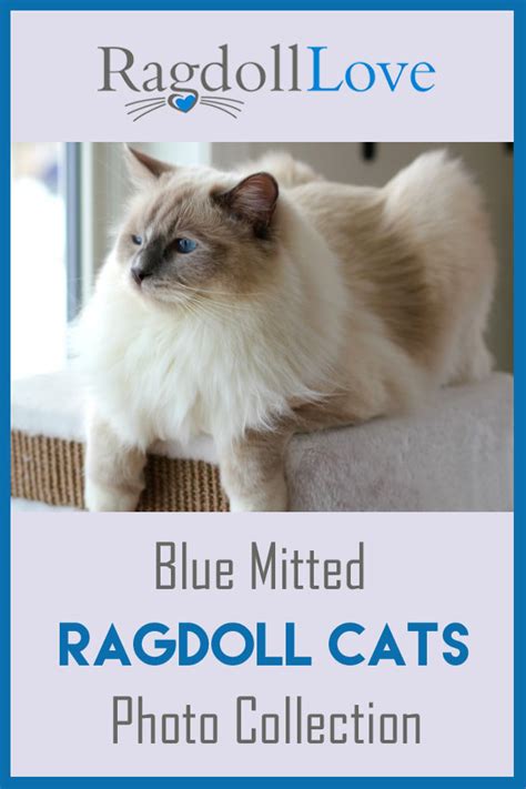 The Blue Mitted Ragdoll Cat Description And Photos