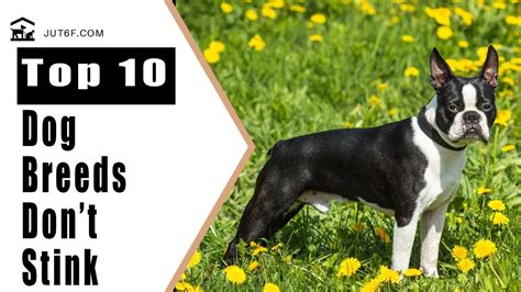 Least Smelly Dogs 10 Dog Breeds That Do Not Stink Youtube