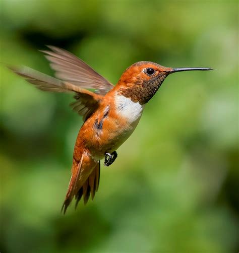 Rufous Hummingbird Audubon Field Guide