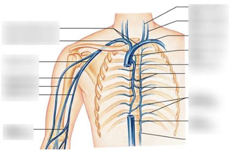 Upper Extremity Venous Anatomy Diagram Quizlet