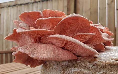 Growing Pink Oyster Mushrooms At Home Easy Backyard Grow Freshcap