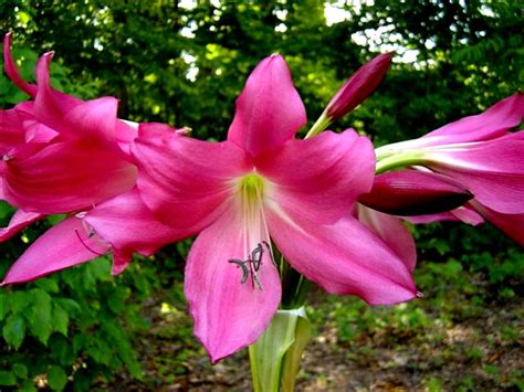 Crinum Hybrids Red Pacific Bulb Society