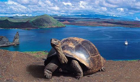 Galápagos Islands Ecuador Galápagos Tortoise Green Sea Turtle