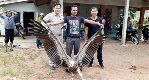The himalayan vulture perches on crags, favourite sites showing white marks from regular defecation. Himalayan griffon vulture found in Krabi rubber plantation ...